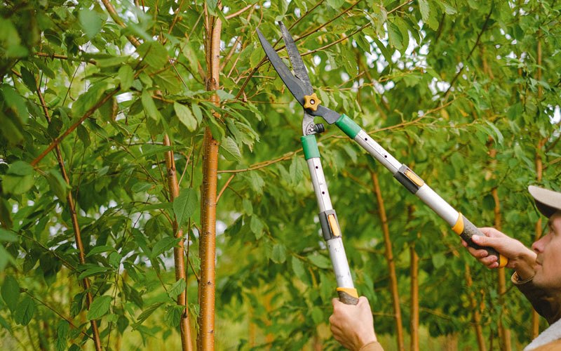 Tree trimming in Douglas, AK